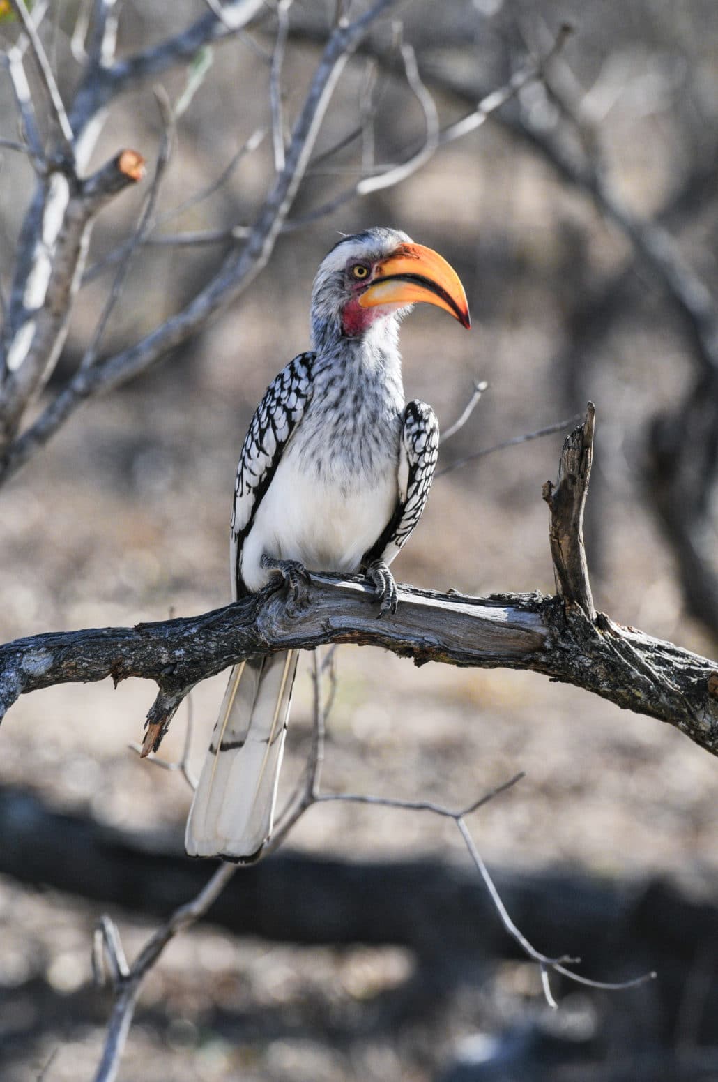 A southern yellow-billed hornbill watches us closely as we stop for tea and crackers during our morning game drive