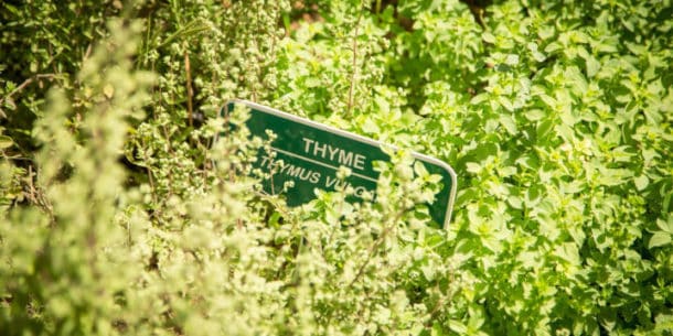 Thyme (Credit: Justin Weiler)