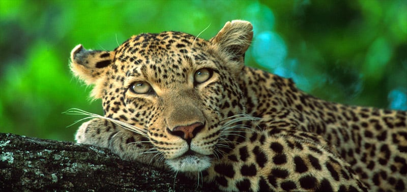 krugerpark-leopard