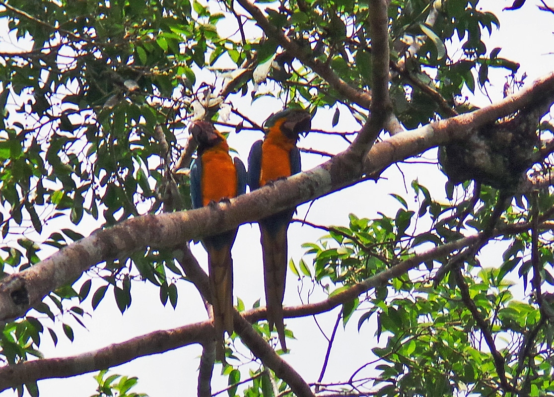 Parrots