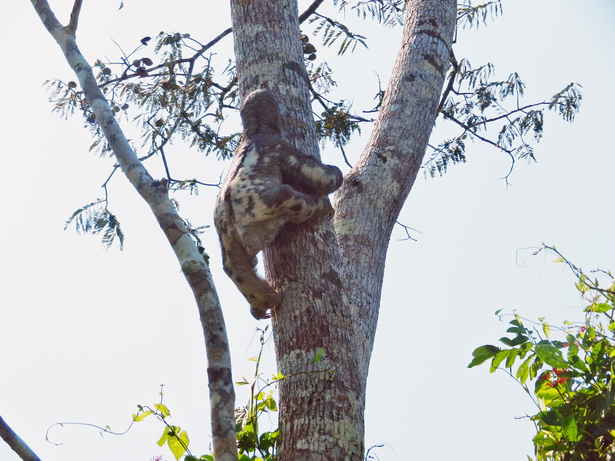 Sloth