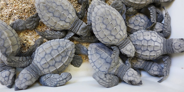 sayulita-turtle-hatchlings