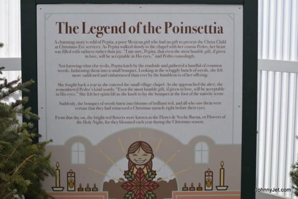 Legend of Poinsettia at the Carlsbad Flower Fields 
