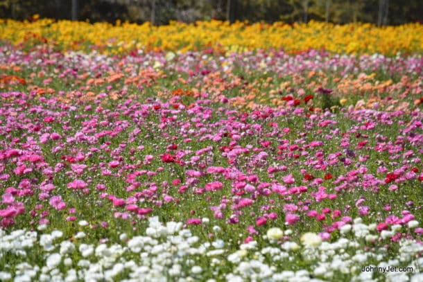 Carlsbad Flower Fields 
