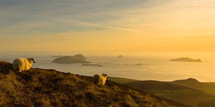 sheep-shearing-vantage-travel