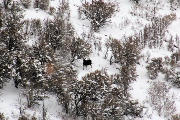 Moose in Park City, Utah 