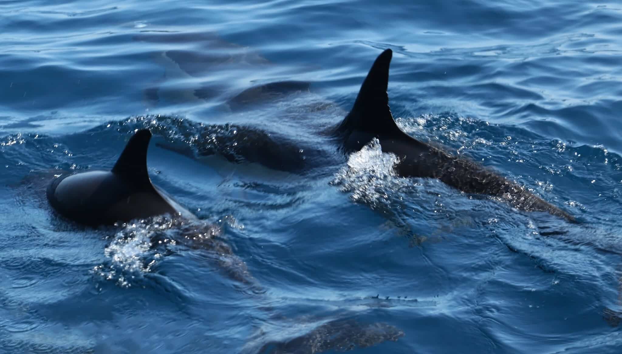Dolphin watching on a Dream Wave excursion