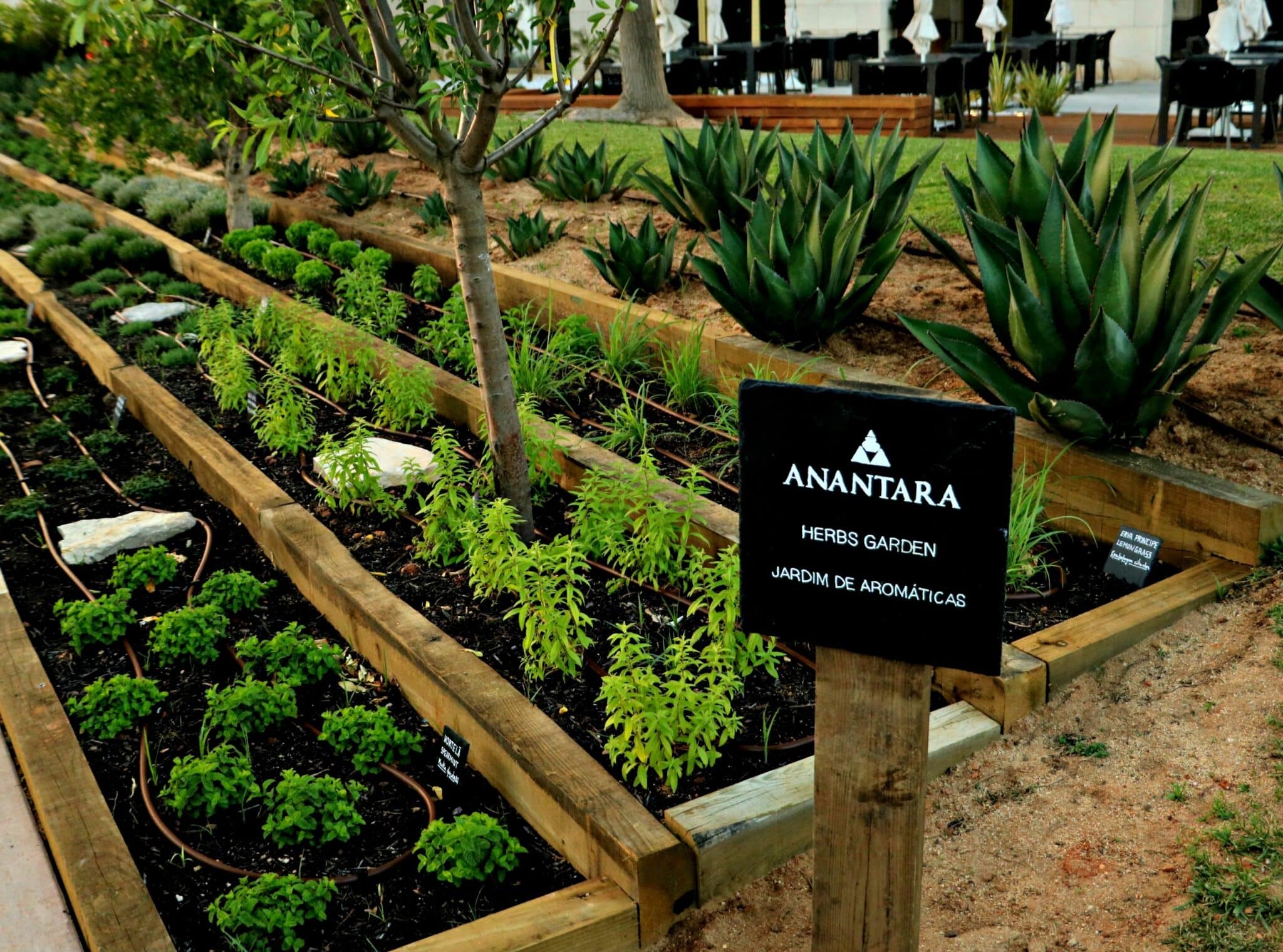 Herb garden at the Anantara Villamoura Algarve Resort