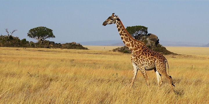 Masai Giraffe in Serengeti National Park