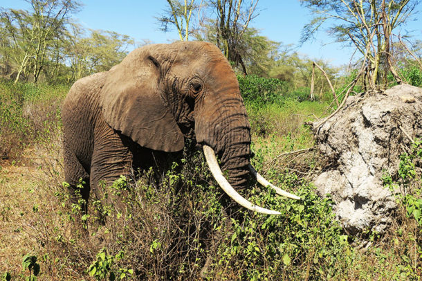 Elephant snacking in Lake Manyara National Park