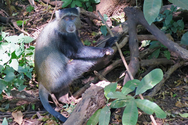 A blue monkey relaxing in the shade