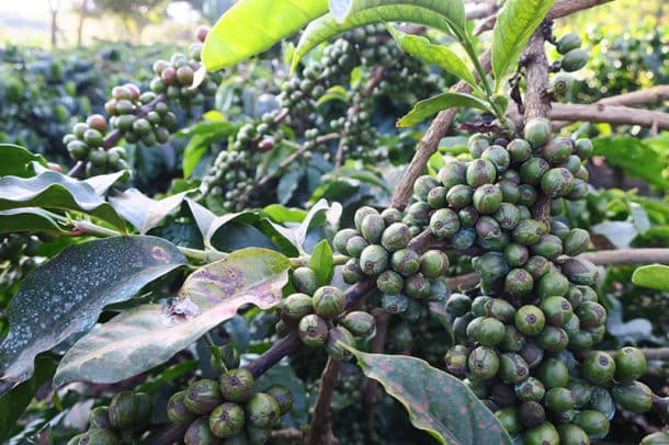Coffee plants at Ngorongoro Farm House