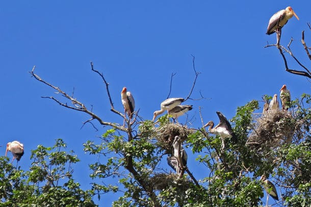 Yellow-billed storks in Lake Manyara National Park