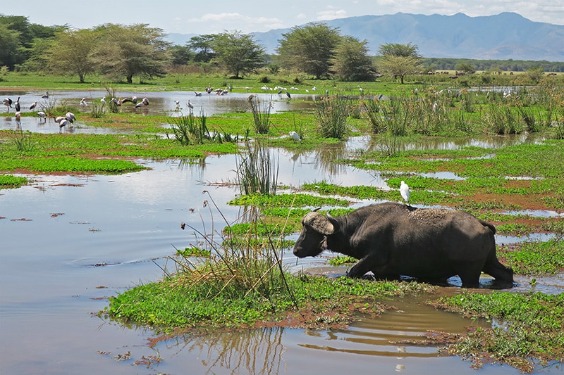 Catching a ride on top of an African buffalo