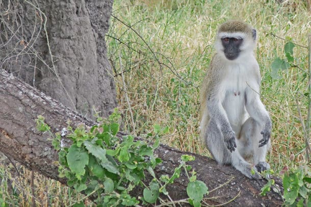 Vervet monkey in Lake Manyara National Park