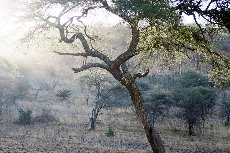 Dusk in Serengeti National Park. We're almost to our camp!