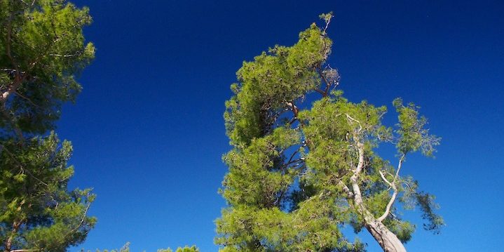 Pine and sky in Losinj, Croatia