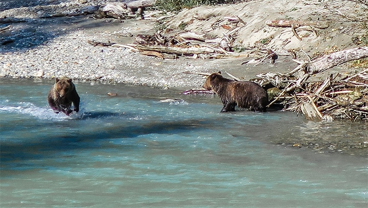 Grizzly bears hunting for their favorite meal, salmon