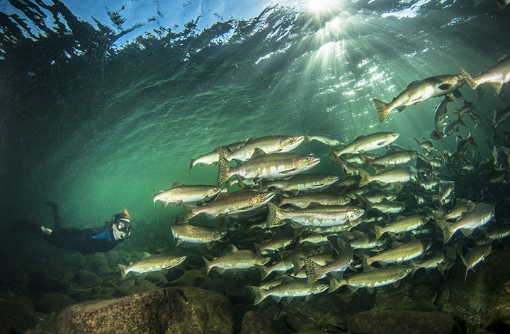 Snorkeling with salmon in Campbell River (Credit: Eiko Jones Photography)