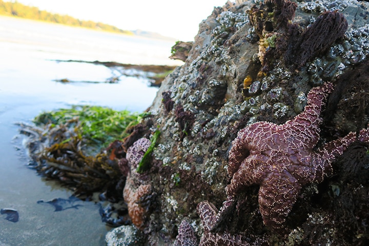 Sea stars and tide pools can be found during low tide at Chesterman Bay