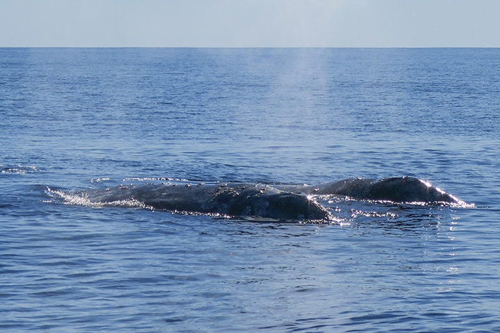 Grey whales 10 feet from our boat!