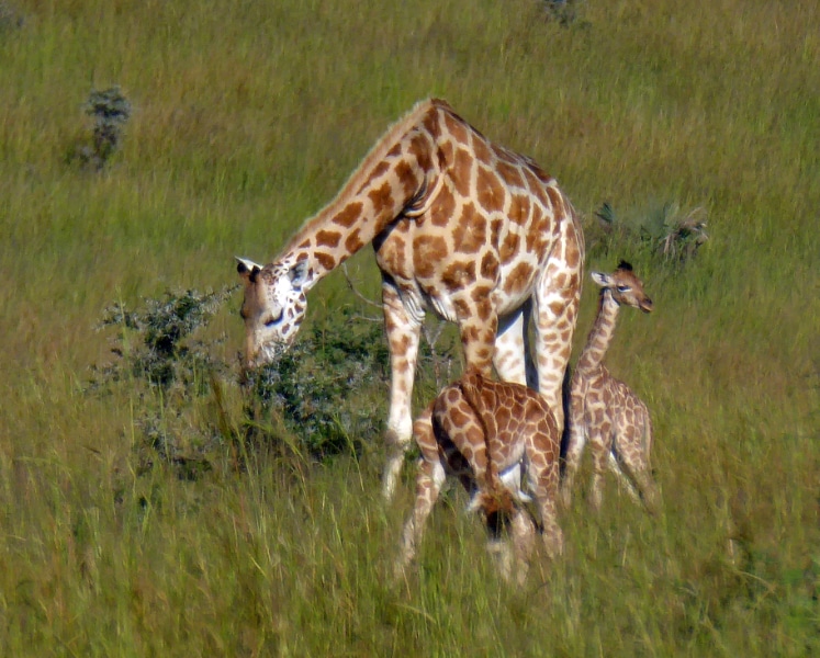 Uganda giraffes