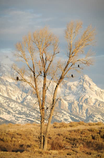 An American eagle shares a few branches with some ravens in Grand Teton National Park