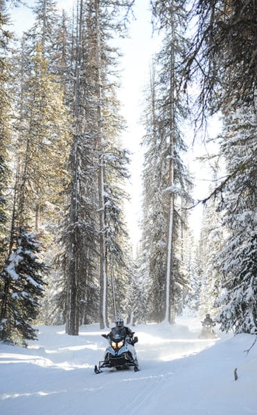 Snowmobiling through a cathedral of pines in Grand Teton National Park