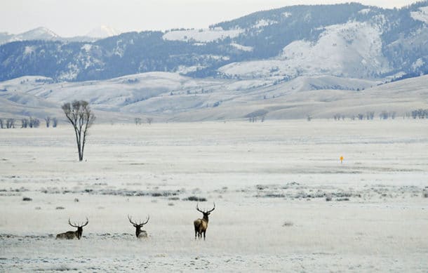 Elks free-ranging in the National Elk Refuge