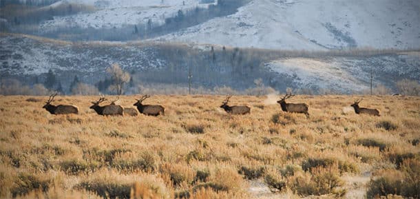 Cold temperatures bring the elk down from the mountains and into the National Elk Refuge