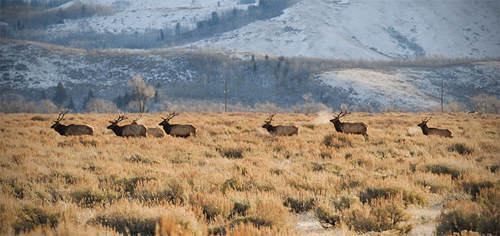 Cold temperatures bring the elk down from the mountains and into the National Elk Refuge