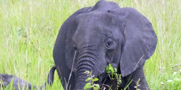 Which East African country is best for your first safari?
