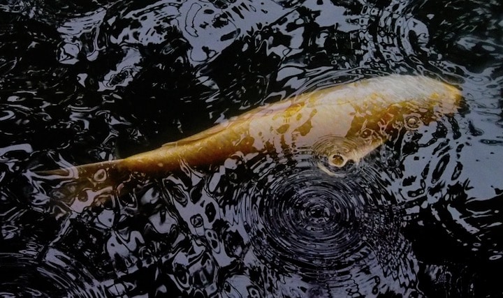 Carp in a light rain at Kenrokuen