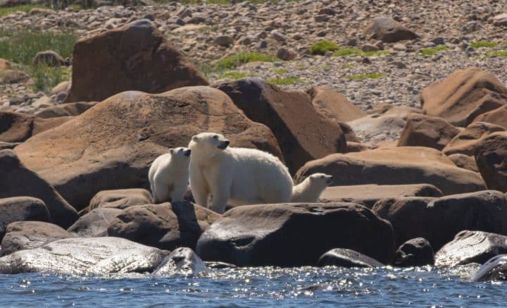 Polar bear mom with cubs in summer (Credit: Travel Manitoba)