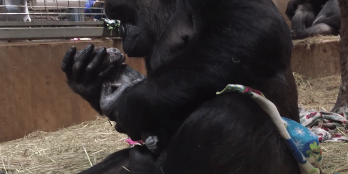 Gorilla giving birth