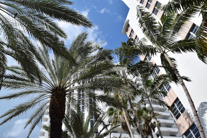 Palms in Miami