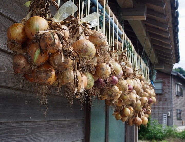 Onions in Notojima
