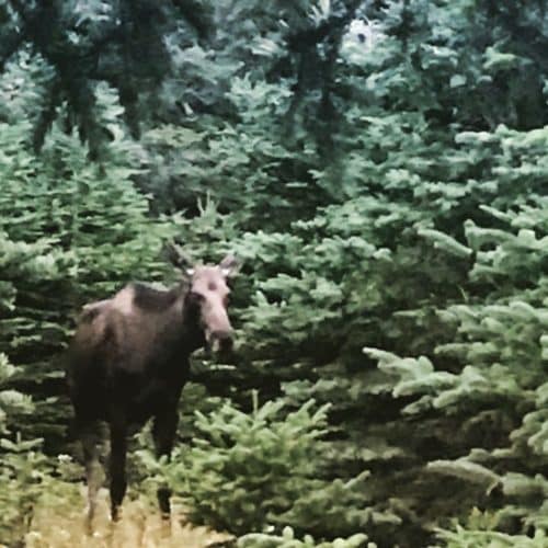 A moose on the Skyline Trail