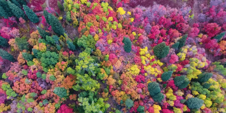 Incredible fall colors in Utah’s Ogden Valley by drone