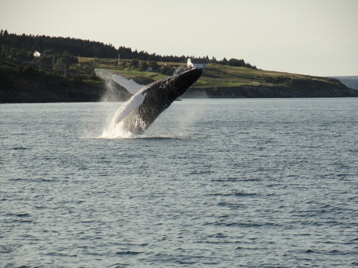 Breaching whales can be found in the waters of Newfoundland & Labrador (Credit: Newfoundland & Labrador Tourism)