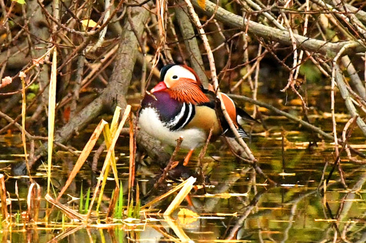 The Mandarin duck (Credit: NYC Parks/M. Pinckney)