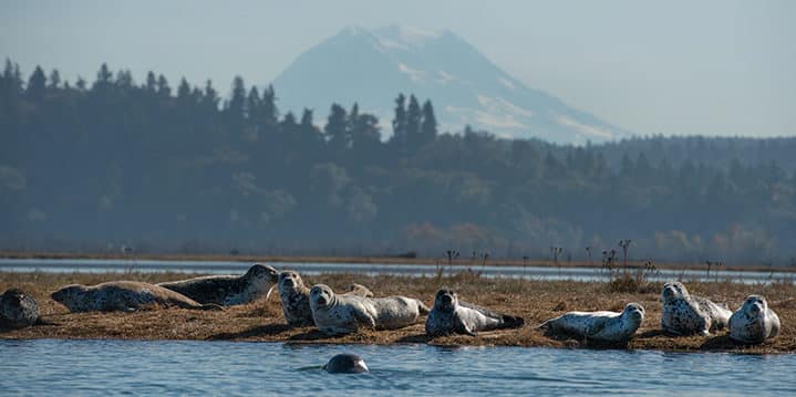 Harbor seals as seen up close from my kayak in Nisqually National Wildlife Refuge