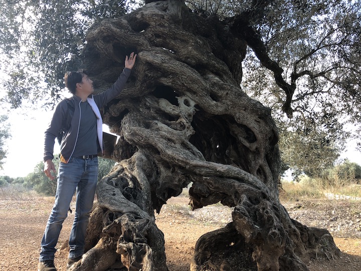Our Itinerantur guide the L'Olivera de les Quatre Potes ("Four-Legged Olive Tree")