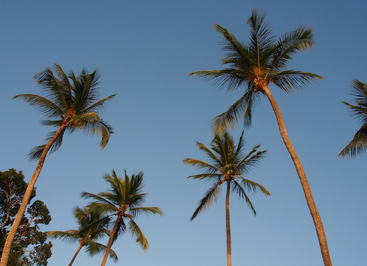 Palms in Barbados