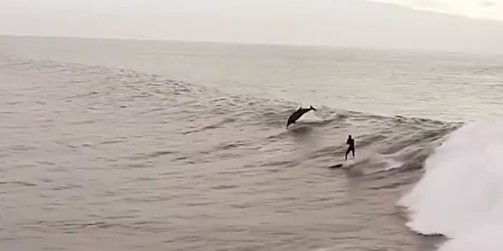 Man surfs with dolphins