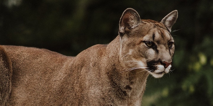 How to Survive a Cougar Attack in the Wild 