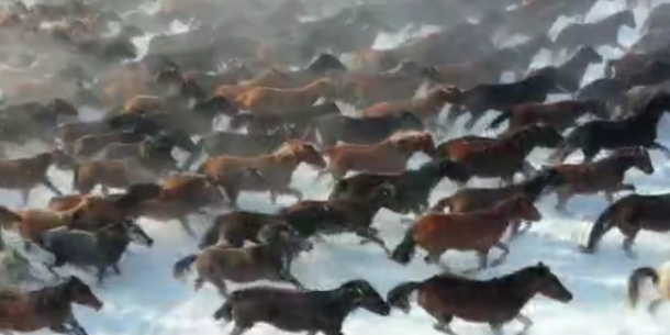 Thousands of horses gallop through snow