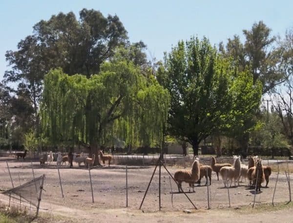Llamas at Bodega Tapiz