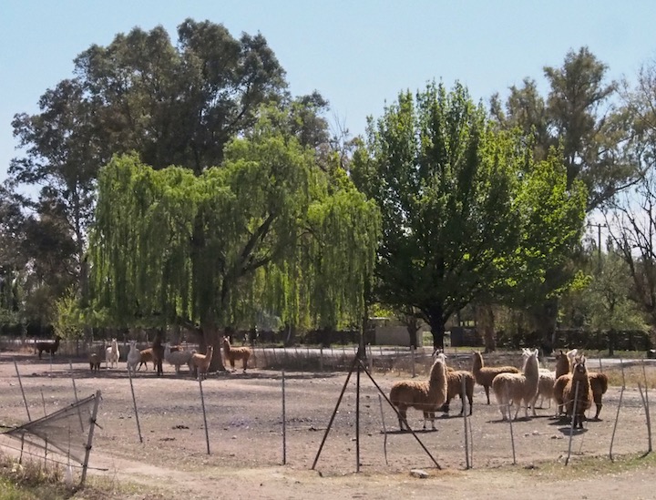 Llamas at Bodega Tapiz