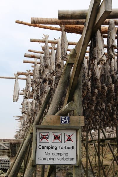 Salted cod drying in Reine, Norway